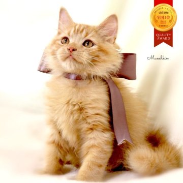 マンチカン(長足)【栃木県・男の子・2025年7月19日・レッドタビー】の写真「可愛い♪男の子🧸🤎」