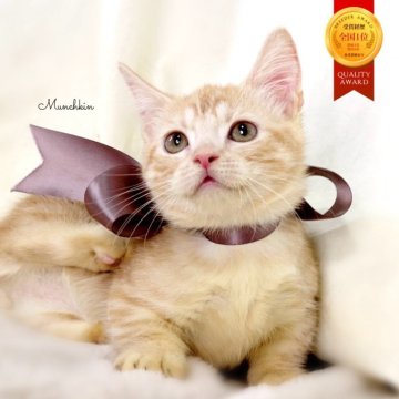 マンチカン(短足)【栃木県・男の子・2025年8月1日・クリームタビー】の写真「アメショーMix♪極短足🤎父猫グランドCH🏆」