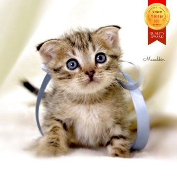 マンチカン(長足)【栃木県・男の子・2025年9月28日・ブラウンタビー】の写真「可愛い長足🐾垂耳くん💙」