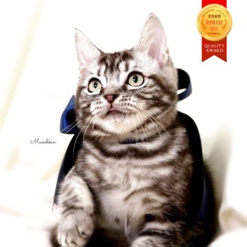 マンチカン(長足)【栃木県・男の子・2025年6月25日・シルバータビー】の写真「アメショーmix可愛い男の子🐻‍❄️💙」