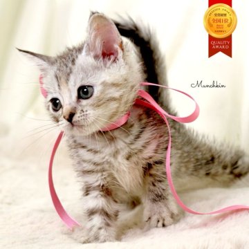 マンチカン(長足)【栃木県・女の子・2025年10月1日・シルバーパッチドタビー】の写真「アメショーmix♪可愛い女の子🐰🩰」