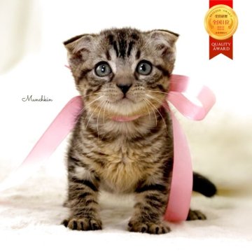 マンチカン(長足)【栃木県・女の子・2025年10月25日・ブラウンタビー】の写真「可愛い女の子🐰🩰」