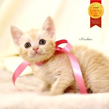 マンチカン(長足)【栃木県・女の子・2025年9月17日・クリームタビー】の写真「可愛い♪長足の女の子🐰🩰」