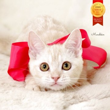 マンチカン(長足)【栃木県・女の子・2025年7月15日・クリームタビー】の写真「可愛い女の子🐰🩰」