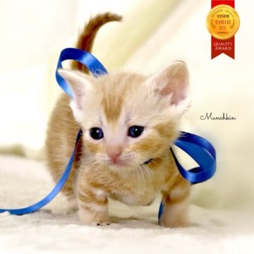 マンチカン(短足)【栃木県・男の子・2025年11月3日・クリームタビー】の写真「アメショーmix♪極短足🐾可愛い男の子🐻💙」