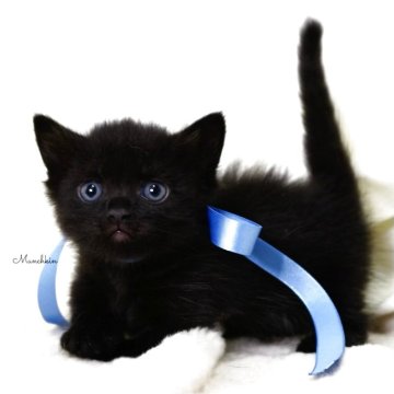 マンチカン(短足)【栃木県・男の子・2025年7月18日・ブラック】の写真「可愛い♪極短足🐾男の子🐈‍⬛💙」