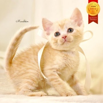 マンチカン(長足)【栃木県・男の子・2025年11月3日・クリームタビー】の写真「アメショーmix♪可愛い男の子🐻🩵」