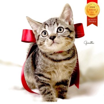 ジェネッタ【栃木県・男の子・2025年8月14日・ブラウンスポテッドタビー】の写真「可愛い男の子🧸　父猫　チャンピオン🏆」