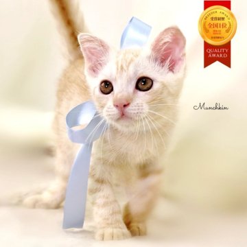 マンチカン(長足)【栃木県・男の子・2025年7月15日・クリームタビー】の写真「可愛い男の子猫🩵」