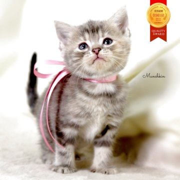 マンチカン(長足)【栃木県・女の子・2025年11月2日・ブルークリーム】の写真「可愛い女の子🐰🩰」