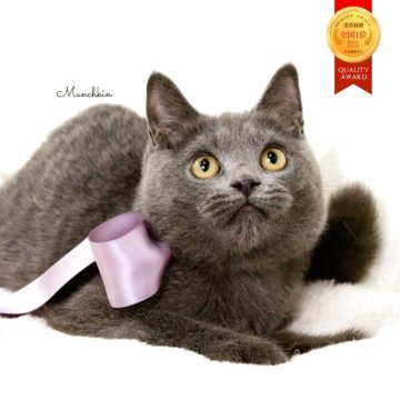 マンチカン(長足)【栃木県・男の子・2025年5月17日・ブルー】の写真「お顔がまんまる🐻‍❄️可愛い男の子🐻‍❄️」