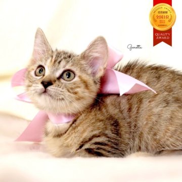 ジェネッタ【栃木県・女の子・2025年8月18日・ブラウンパッチドスポテッドタビー】の写真「父猫 グランドCH🏆 可愛い極短足女の子🎀🫧」