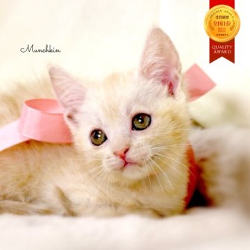 マンチカン(長足)【栃木県・女の子・2025年9月17日・クリームタビー】の写真「可愛い♪長足の女の子🐰🩰」