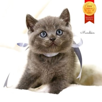 マンチカン(長足)【栃木県・男の子・2025年10月1日・ブルー】の写真「珍しい希少ブルー長足の男の子🐻‍❄️🫧」