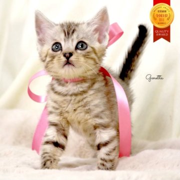 ジェネッタ【栃木県・女の子・2025年10月10日・シルバーパッチドスポテッドタビー】の写真「可愛い女の子🐰🩰父猫　チャンピオン🏆」