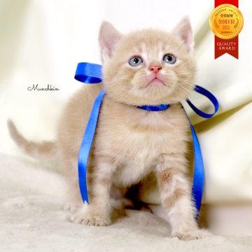 マンチカン(長足)【栃木県・男の子・2025年11月2日・クリームタビー】の写真「可愛い男の子🐻🧡」