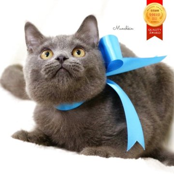 マンチカン(長足)【栃木県・男の子・2025年5月17日・ブルー】の写真「お顔がまんまる🐻‍❄️可愛い男の子🐻‍❄️」