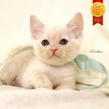 マンチカン(長足)【栃木県・男の子・2025年11月3日・クリームタビー】の写真「アメショーmix♪可愛い男の子🐻💚」