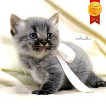 マンチカン(長足)【栃木県・男の子・2025年11月5日・ブラックスモーク】の写真「可愛い男の子🐻‍❄️幸運の黒猫くん🐈‍⬛」