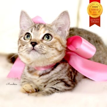 マンチカン(短足)【栃木県・女の子・2025年7月11日・シルバーパッチドタビー】の写真「可愛い極短足の女の子🐰🩰」