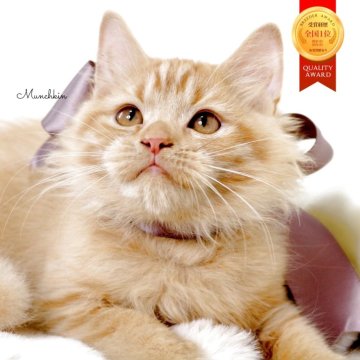 マンチカン(長足)【栃木県・男の子・2025年7月19日・レッドタビー】の写真「可愛い♪男の子🧸🤎」