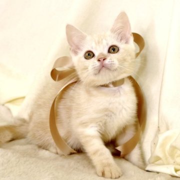 マンチカン(長足)【栃木県・女の子・2025年7月15日・クリームタビー】の写真「可愛い女の子🐈‍⬛🎀」
