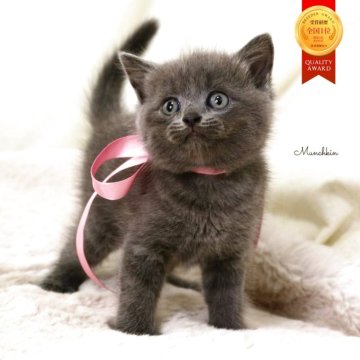 マンチカン(長足)【栃木県・女の子・2025年10月1日・ブルー】の写真「珍しい希少ブルー長足の女の子🐰🩰🫧」