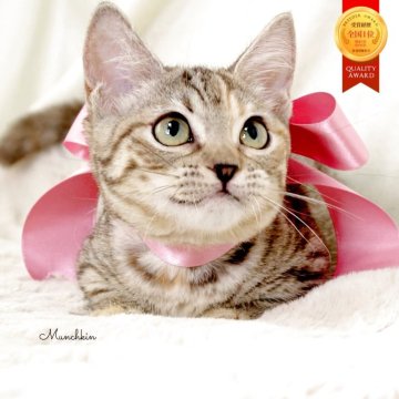 マンチカン(短足)【栃木県・女の子・2025年7月11日・シルバーパッチドタビー】の写真「可愛い極短足の女の子🐰🩰」