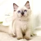 マンチカン(長足)
