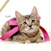 ジェネッタ