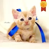 マンチカン(短足)