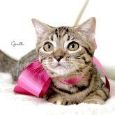 ジェネッタ
