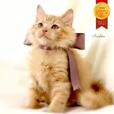 マンチカン(長足)