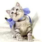 ジェネッタ