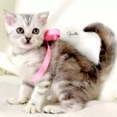 ジェネッタ
