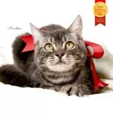 マンチカン(長足)