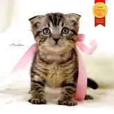 マンチカン(長足)