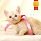 マンチカン(長足)