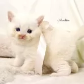マンチカン(長足)