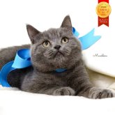 マンチカン(長足)