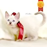 マンチカン(長足)