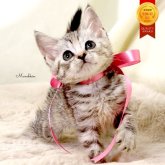 マンチカン(長足)