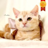 マンチカン(短足)