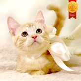 マンチカン(短足)