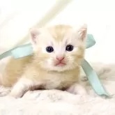 マンチカン(長足)【栃木県・男の子・2025年3月18日・クリームタビー】の写真1