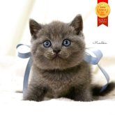 マンチカン(長足)