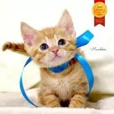 マンチカン(長足)