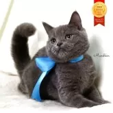 マンチカン(長足)