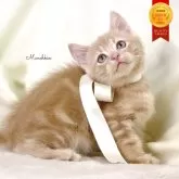 マンチカン(長足)