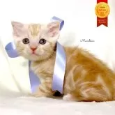 マンチカン(長足)